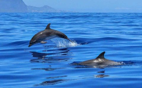 Image for 3. Tamarin Bay - zwem met wilde dolfijnen