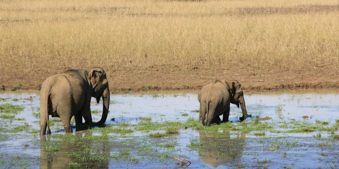 Olifanten in Yala National park