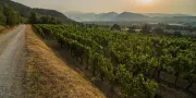 Wijngaard | L'Albereta Relais & Chateaux